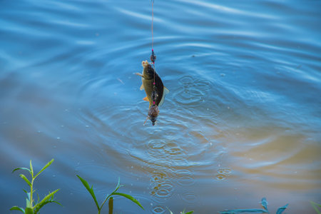 Fishing fish on the hook. Selective focus. nature.