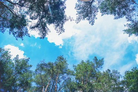 Trees forest and summer sky. Selective focus. nature.