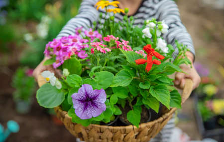 Plant flowers in the garden. Selective focus. nature.