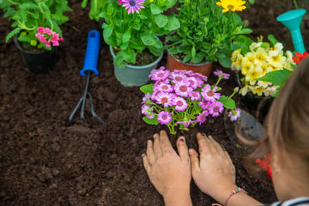 Plant flowers in the garden. Selective focus. nature.の写真素材