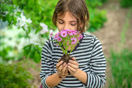 Plant flowers in the garden. Selective focus. nature.