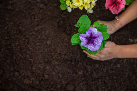 Plant flowers in the garden. Selective focus. nature.の写真素材