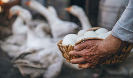 Goose eggs in the hands of grandmother. Selective focus. Food.の写真素材