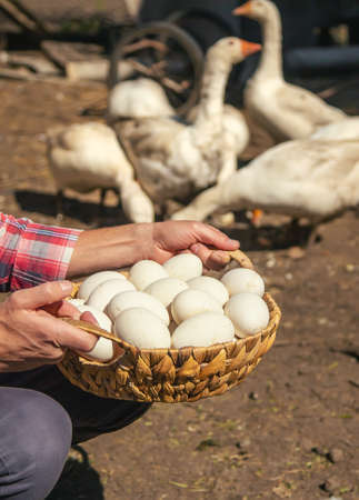 Goose eggs in the hands of a man. Selective focus. Food.の写真素材
