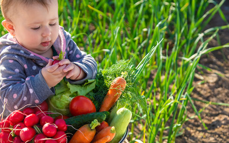 The baby holds in his hands a lot of vegetables harvest from the garden. Selective focus. Food.の写真素材
