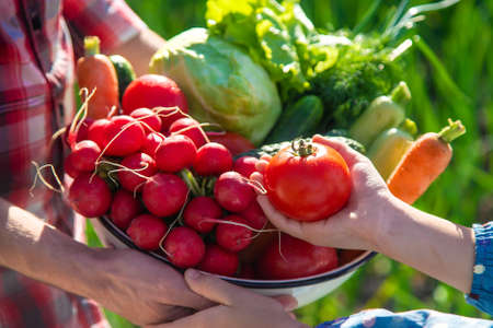 Father and daughter are harvest vegetables from the vegetable garden in hands. Selective focus. People.の写真素材