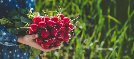 The child holds the harvest radish from the garden in his hands. Selective focus. Food.の写真素材