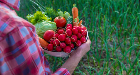 A man holds in his hands harvest vegetables from the garden. Selective focus. Food.の写真素材