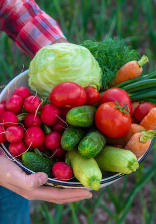 A man holds in his hands harvest vegetables from the garden. Selective focus. Food.