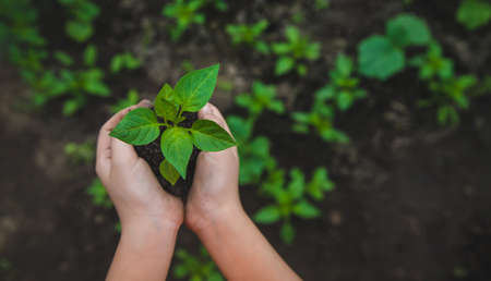 A child plants a pepper plant in the garden. Selective focus. Nature.