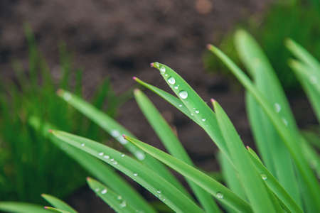 Green grass with water droplets on the leaves. Selective focus. Nature.の写真素材