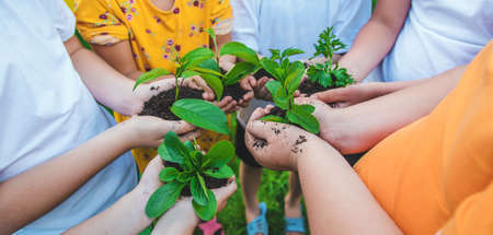 Children hold plants in their hands to plant. Selective focus. Nature.