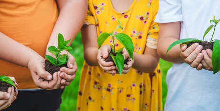Children hold plants in their hands to plant. Selective focus. Nature.