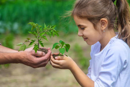 Father and daughter are planting seedlings in the garden. Selective focus. Nature.の写真素材