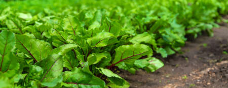 Beets grow in the garden. Selective focus. Nature.