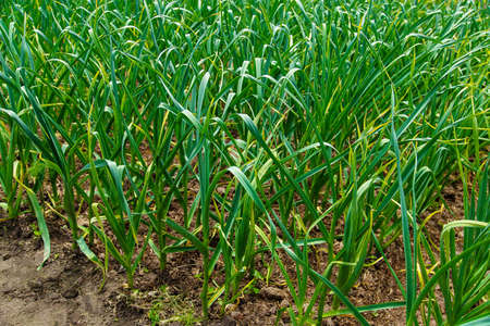 Garlic grow in the vegetable garden. Selective focus. organic.