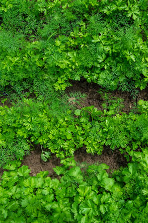 Dill, parsley and cilantro grow in the garden. Selective focus. Nature.の写真素材