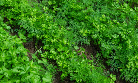 Dill, parsley and cilantro grow in the garden. Selective focus. Nature.の写真素材