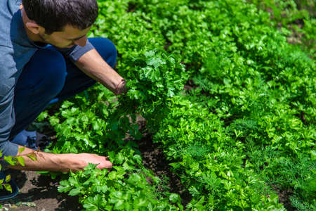Cilantro in the hands of a man in the garden. Selective focus. Food.