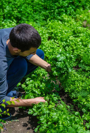 Cilantro in the hands of a man in the garden. Selective focus. Food.の写真素材