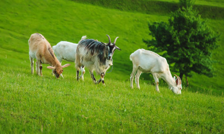 Goats graze in the meadow. Selective focus. Nature.の写真素材