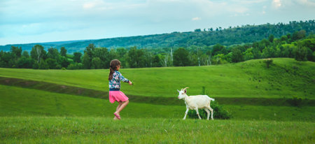 The child feeds the goat in the meadow. Selective focus. Kid.の写真素材