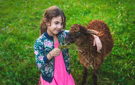 A child feeds a sheep in a meadow. Selective focus. Nature.の写真素材