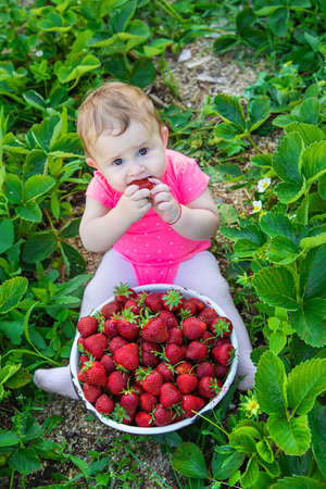 Baby eats strawberries in the garden. Selective focus. Summer.の写真素材