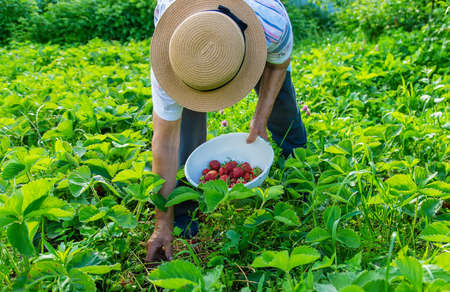 Grandmother picking strawberries in the garden. Selective focus. Nature.