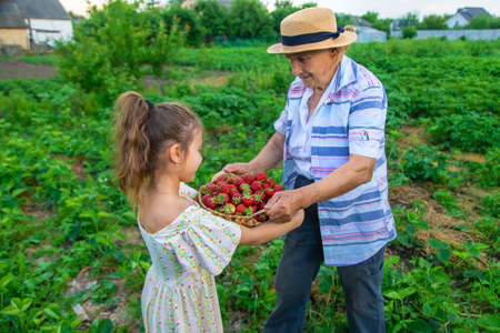 The child and grandmother pick strawberries in the garden. Selective focus. Kid.の写真素材