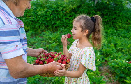 The child and grandmother pick strawberries in the garden. Selective focus. Kid.の写真素材