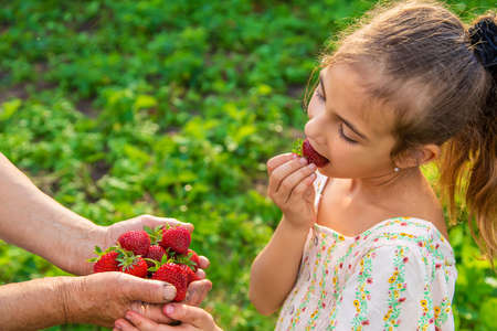 The child and grandmother pick strawberries in the garden. Selective focus. Kid.の写真素材