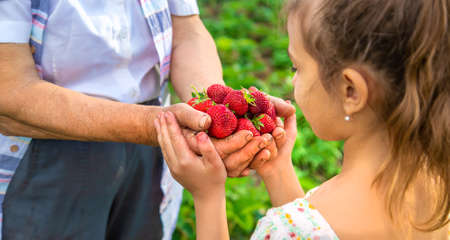 The child and grandmother pick strawberries in the garden. Selective focus. Kid.の写真素材