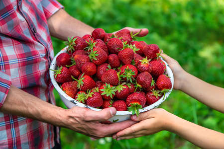 A man farmer and a child picking strawberries in the garden. Selective focus. Nature.の写真素材