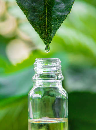 Essential oil extract of medicinal herbs in a small bottle. Selective focus. Nature.の写真素材