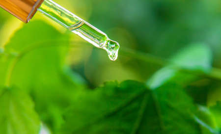 Essential oil extract of medicinal herbs in a small bottle. Selective focus. Nature.の写真素材