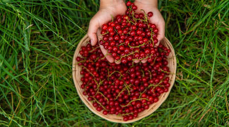 The child is harvesting red currants. Selective focus. Food.の写真素材