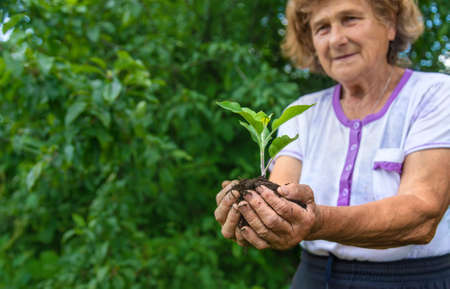 Grandmother holds a sprout of a plant in her hands. Selective focus. Nature.の写真素材