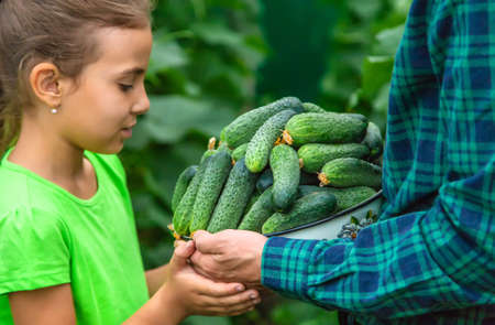 A man farmer and a child are holding a harvest of cucumbers in their hands. Selective focus. Food.の写真素材
