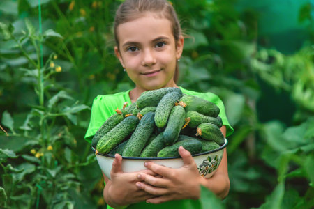 The child holds the harvest of cucumbers in his hands. Selective focus. Food.の写真素材