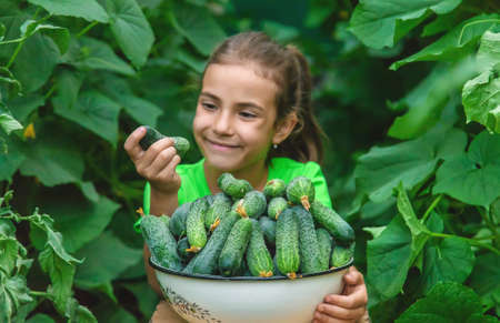 The child holds the harvest of cucumbers in his hands. Selective focus. Food.の写真素材