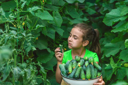 The child holds the harvest of cucumbers in his hands. Selective focus. Food.の写真素材