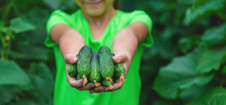 The child holds the harvest of cucumbers in his hands. Selective focus. Food.の写真素材