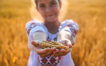 Child in a wheat field. In vyshyvanka, the concept of the Independence Day of Ukraine. Selective focus. Kid.の写真素材