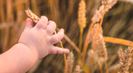 Baby holds a spike of wheat in his hand. Selective focus. Nature.の写真素材