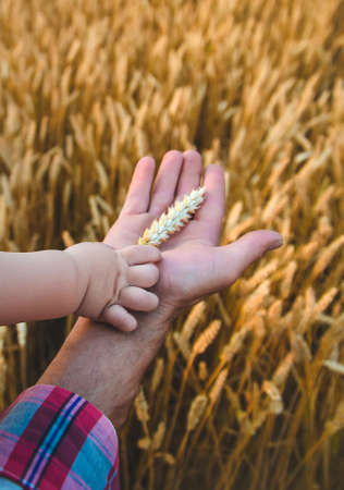 The father gives the baby a spike of wheat in his hand. Selective focus. Nature.の写真素材