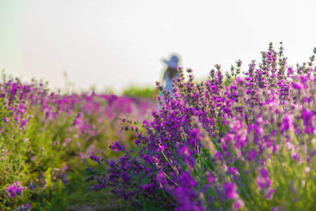 A child in a lavender field. Selective focus. Nature.の写真素材