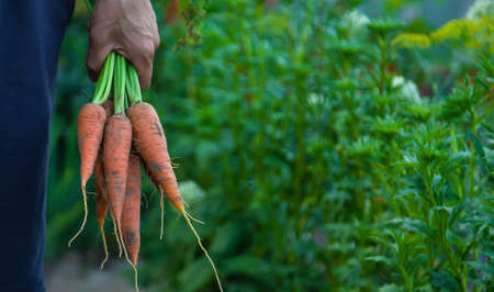 A man farmer holds a carrot in his hands. Selective focus. Food.