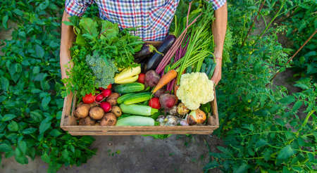 A man farmer holds vegetables in his hands in the garden. Selective focus. Food.の写真素材