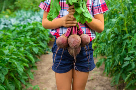 The child holds the beets in his hands in the garden. Selective focus. Food.